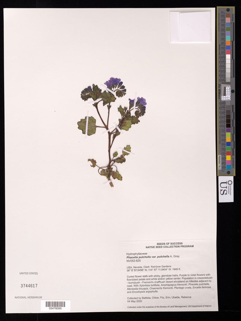 Phacelia pulchella var. pulchella photo 8