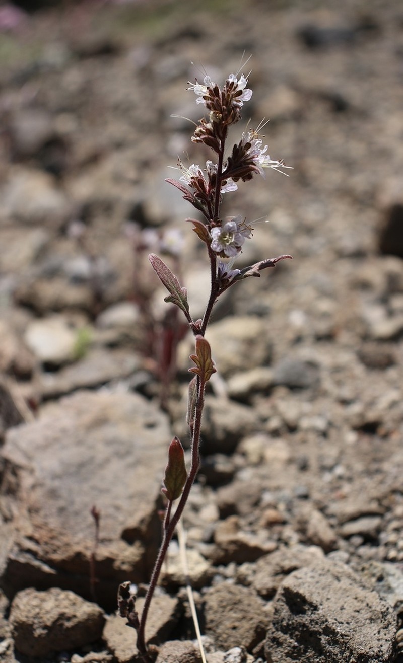 Purpus' Phacelia