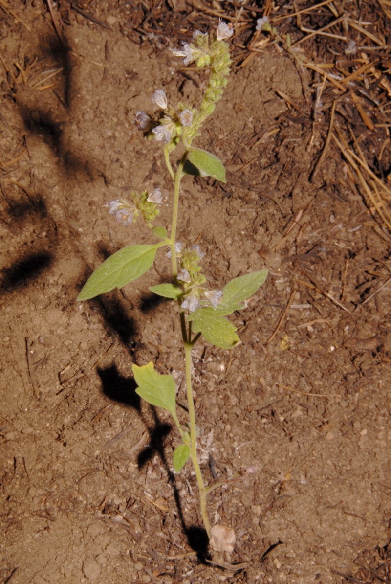 Purpus' Phacelia photo 2