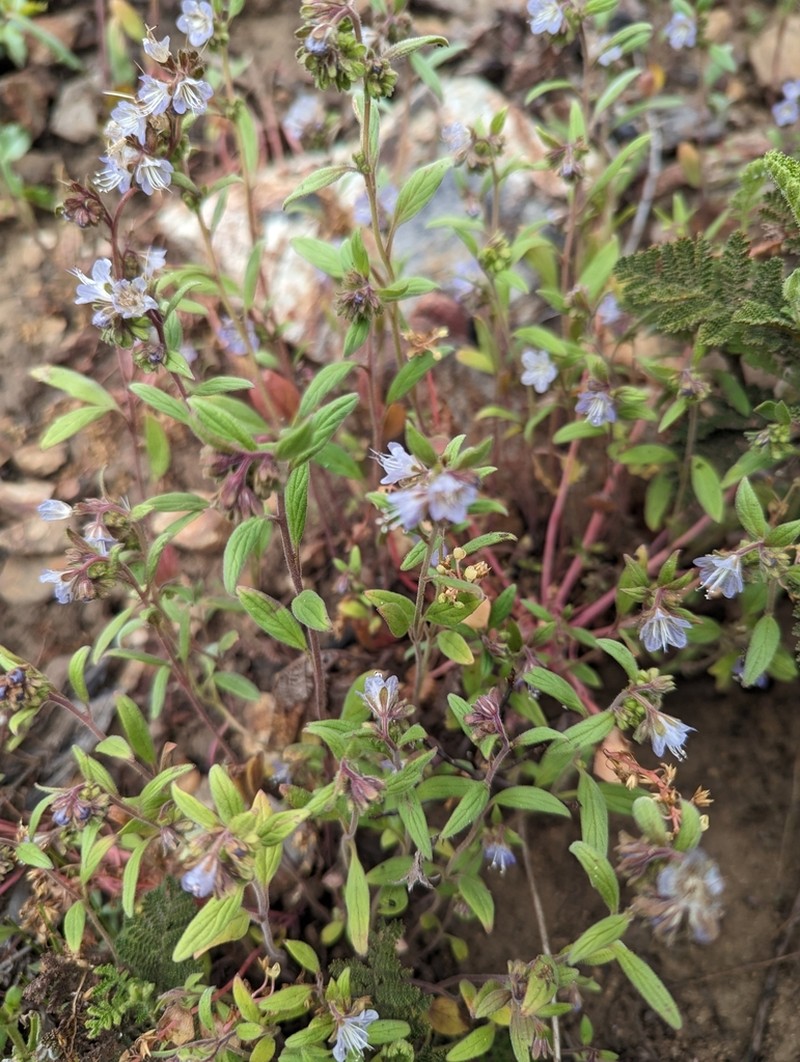 Purpus' Phacelia photo 3