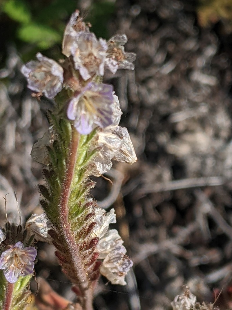 Purpus' Phacelia photo 5