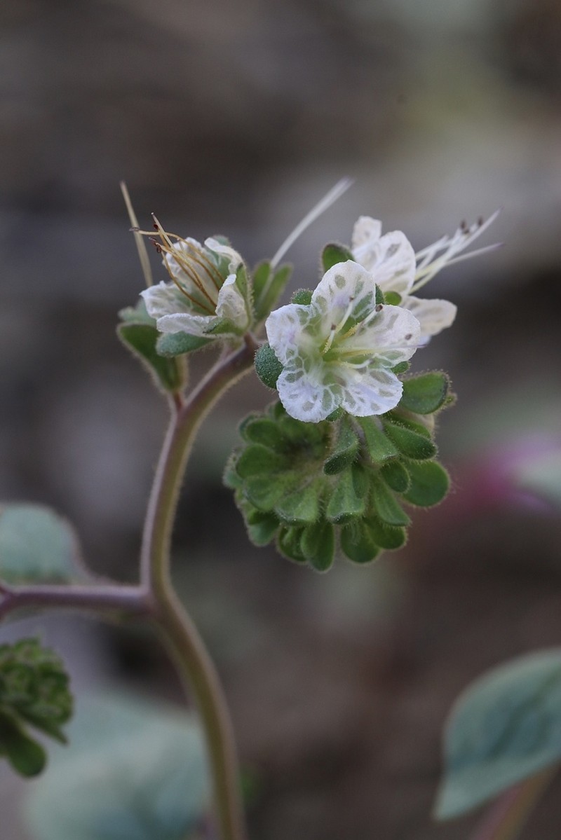 Purpus' Phacelia photo 6