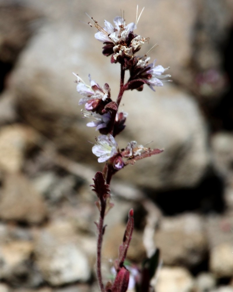 Purpus' Phacelia photo 7