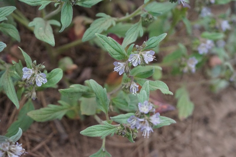 Purpus' Phacelia photo 8