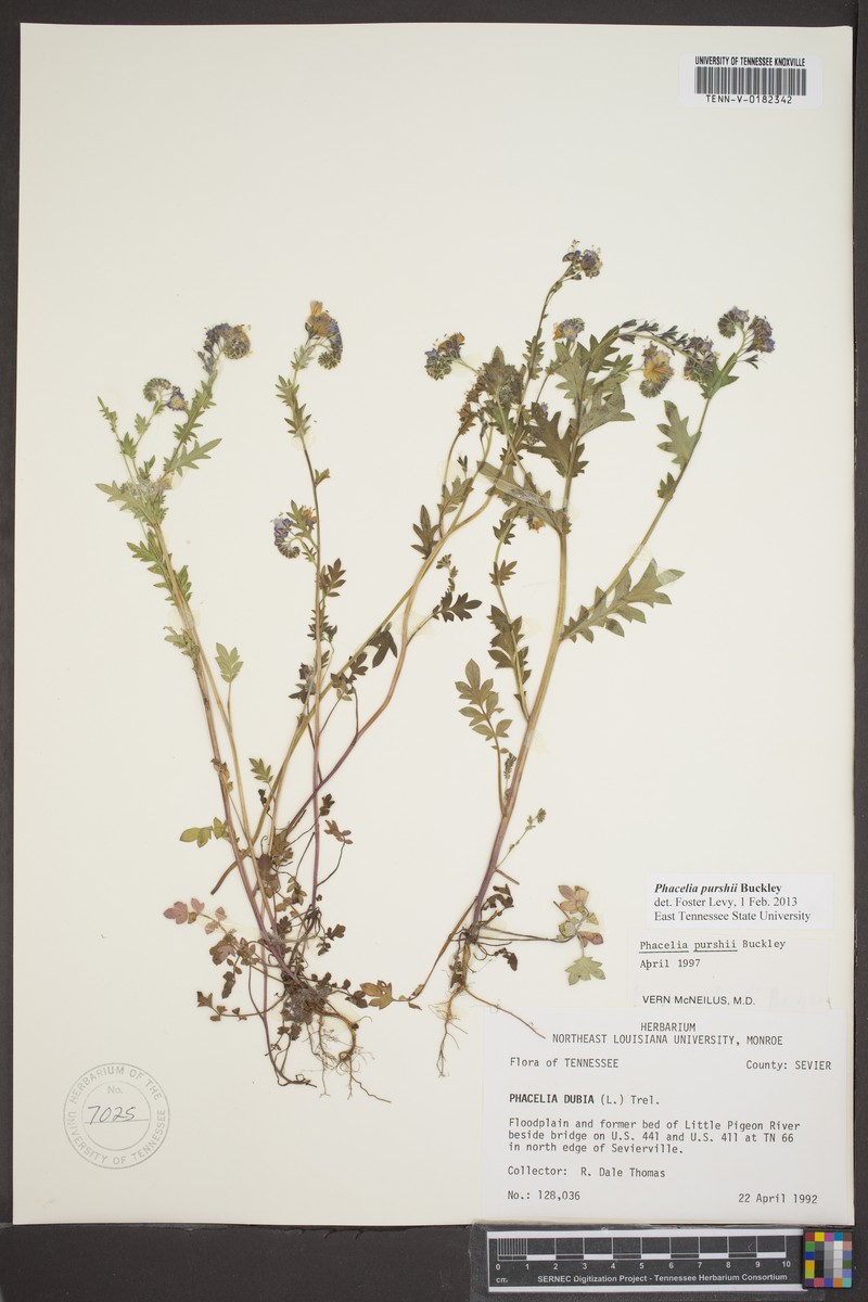 Phacelia purshii var. boykinii