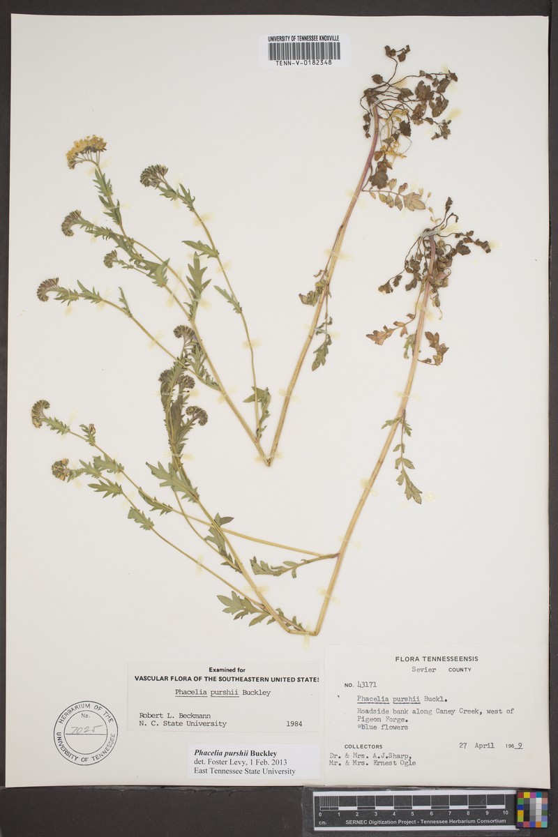 Phacelia purshii var. boykinii photo 2