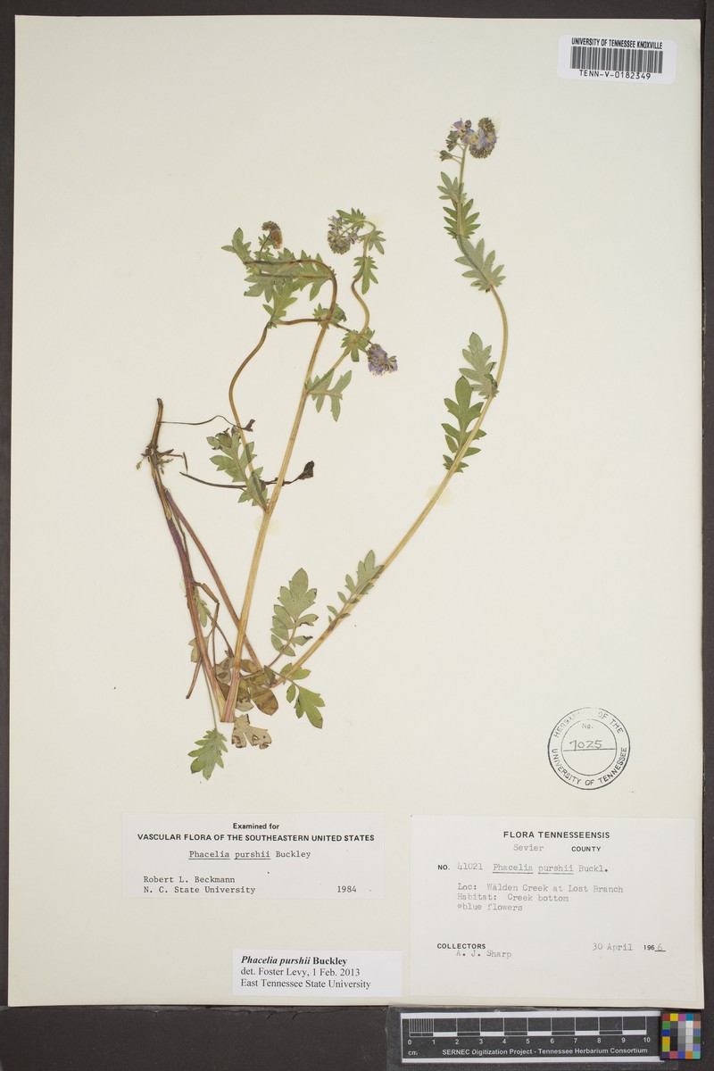 Phacelia purshii var. boykinii photo 3