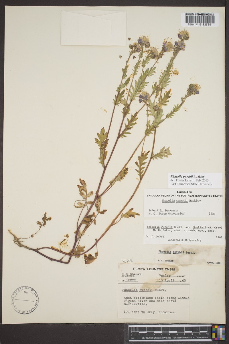 Phacelia purshii var. boykinii photo 4