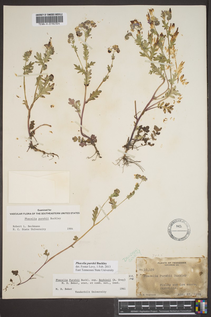 Phacelia purshii var. boykinii photo 5