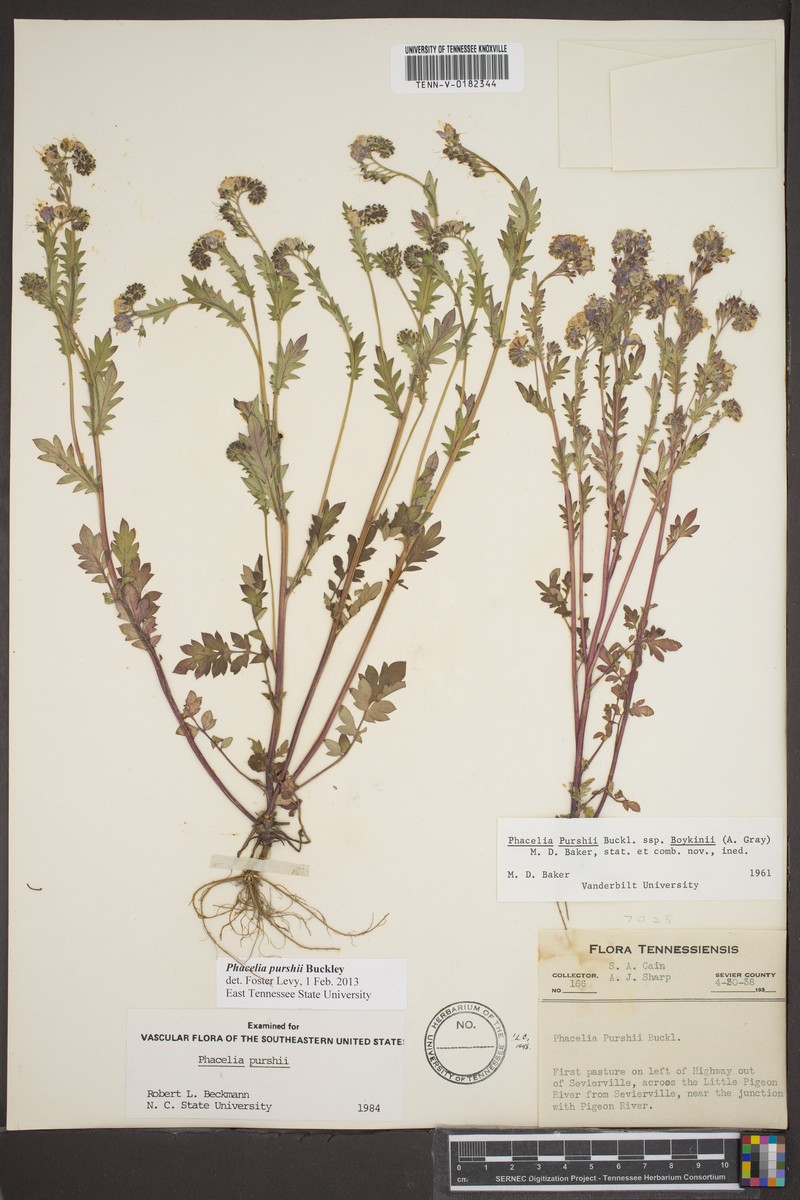 Phacelia purshii var. boykinii photo 6