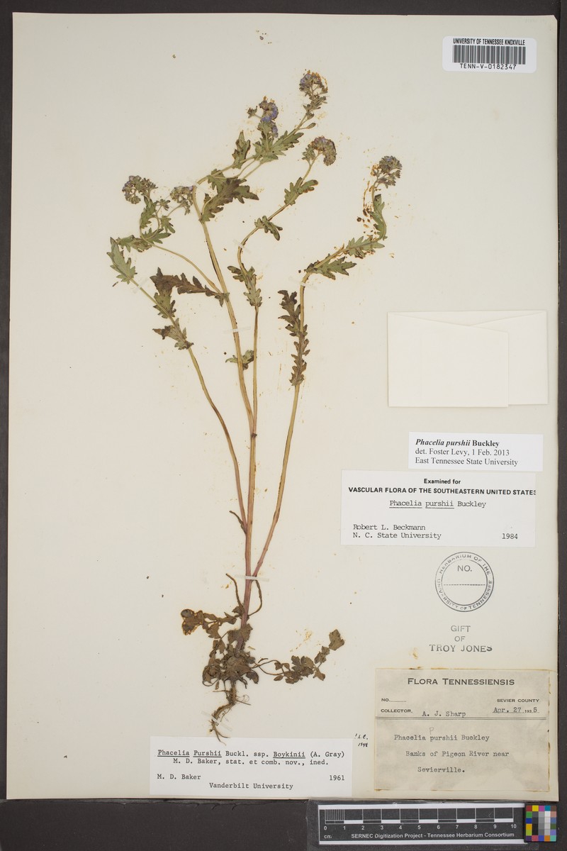 Phacelia purshii var. boykinii photo 7