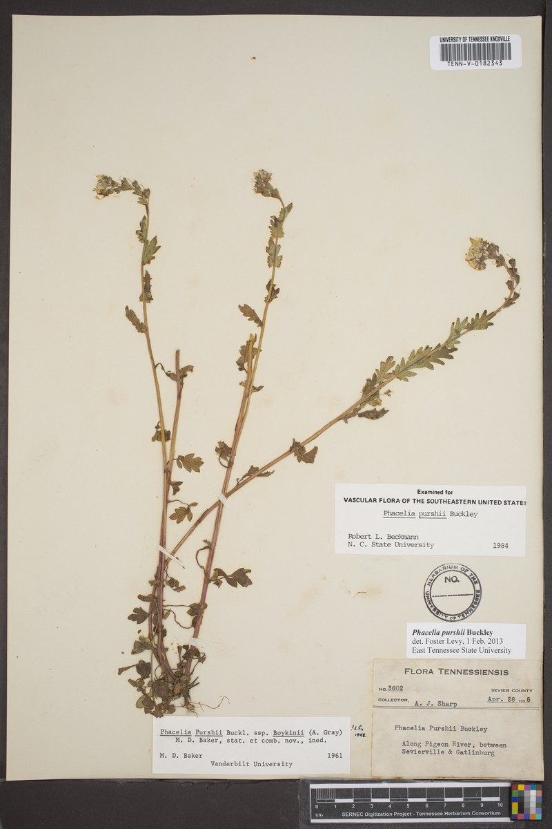 Phacelia purshii var. boykinii photo 8
