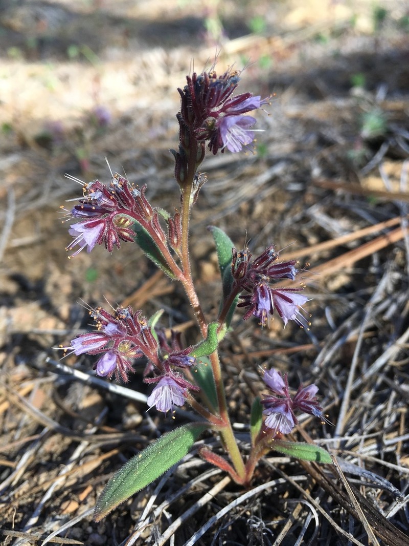 Quick's Phacelia photo 2