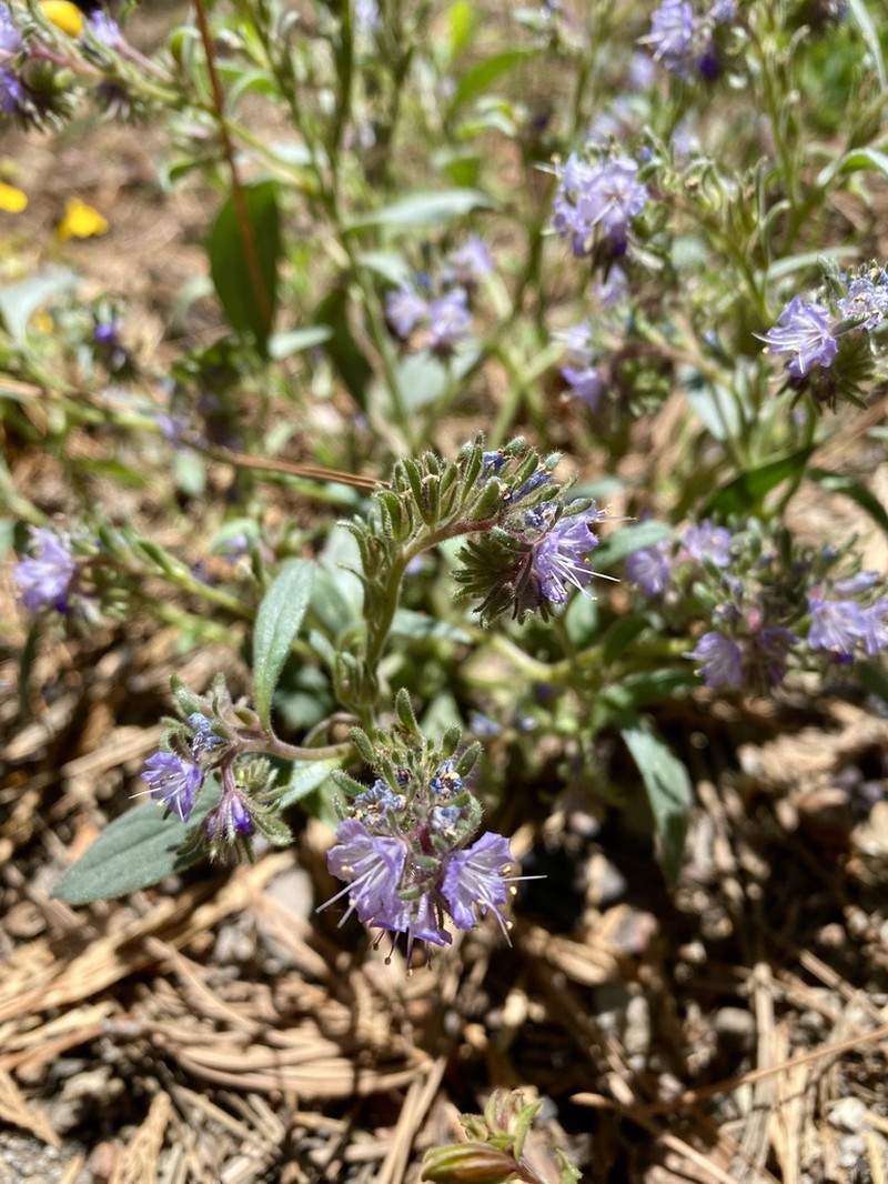 Quick's Phacelia photo 3