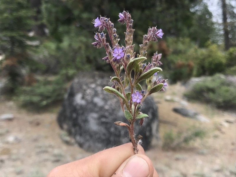 Quick's Phacelia photo 5