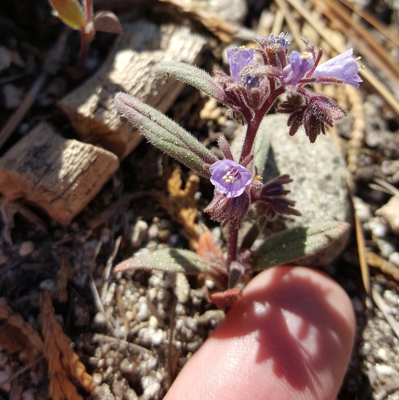 Quick's Phacelia photo 6