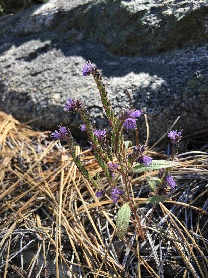 Quick's Phacelia photo 7