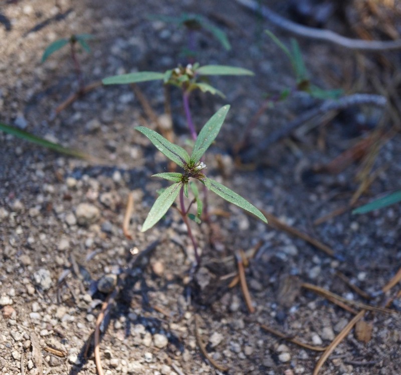 Racemose Phacelia photo 2