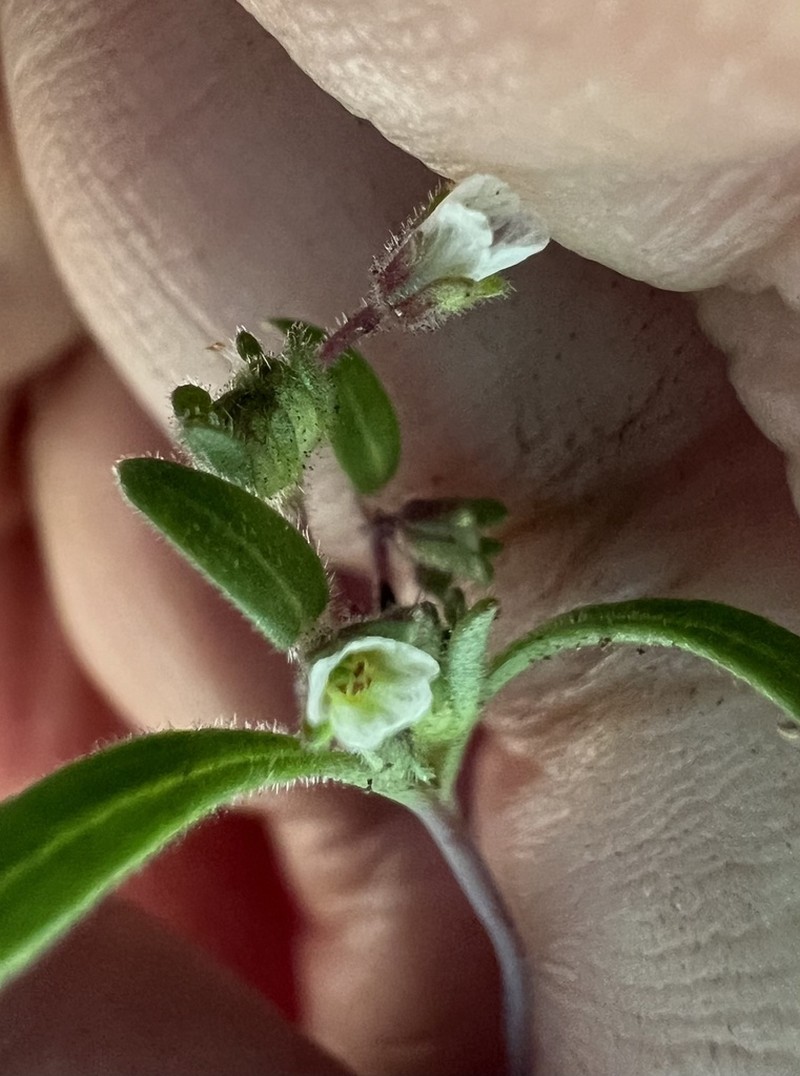 Racemose Phacelia photo 3