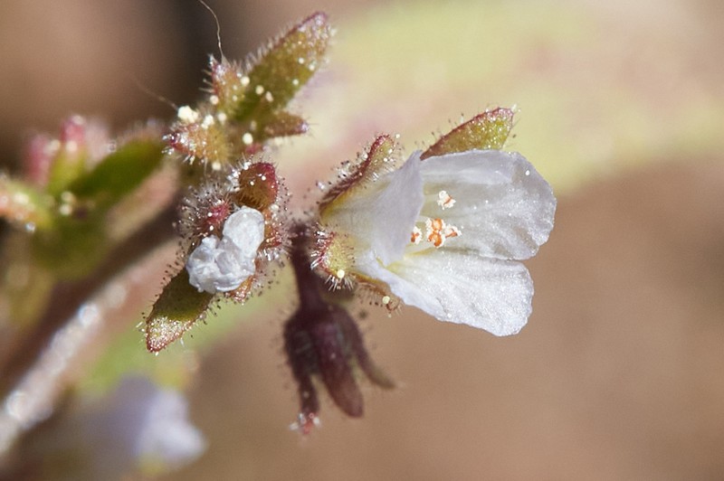 Racemose Phacelia photo 5