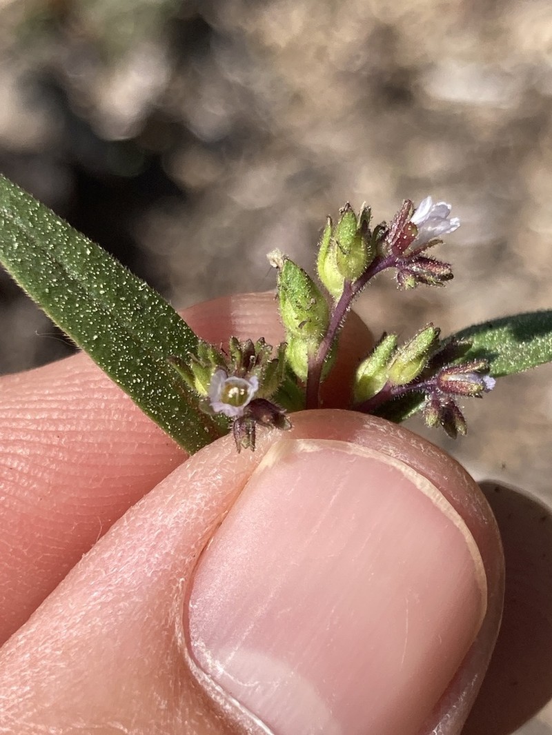 Racemose Phacelia photo 6