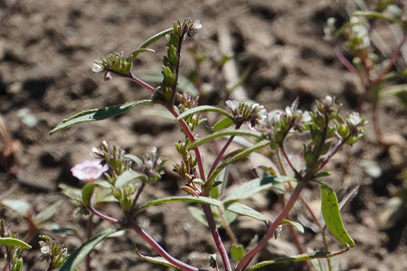 Racemose Phacelia photo 7