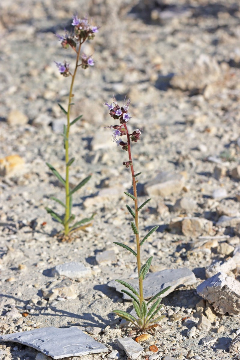 Plateau Phacelia