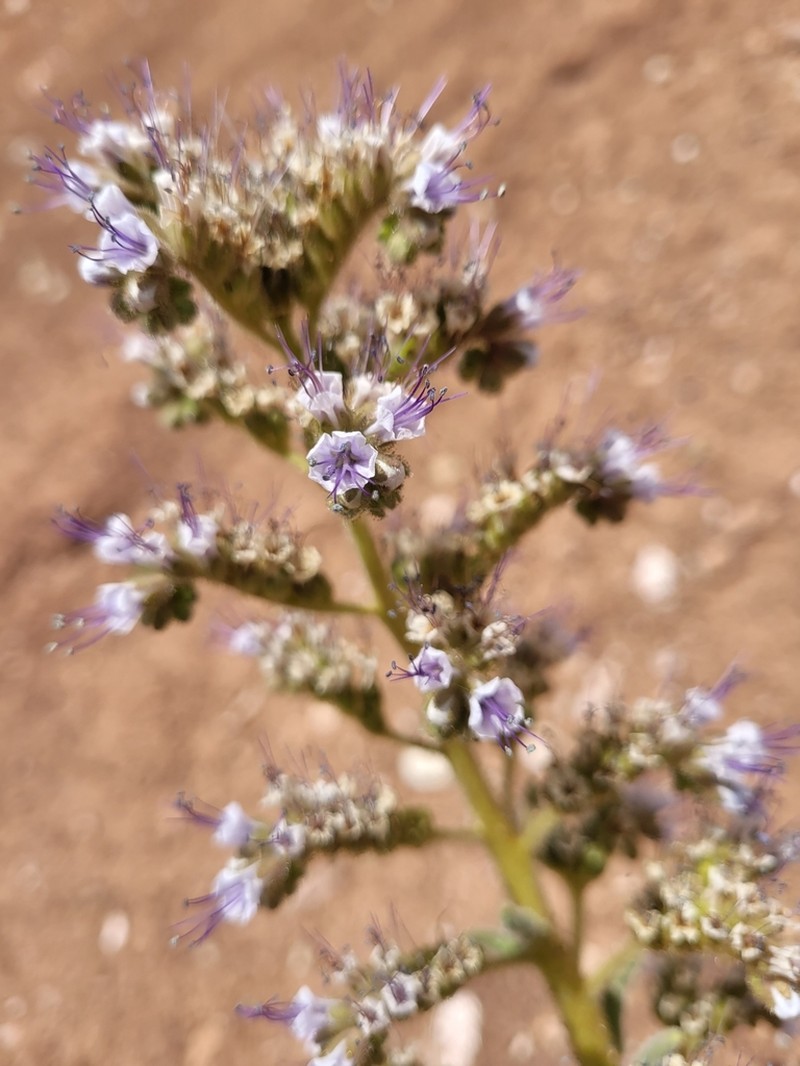 Plateau Phacelia photo 2