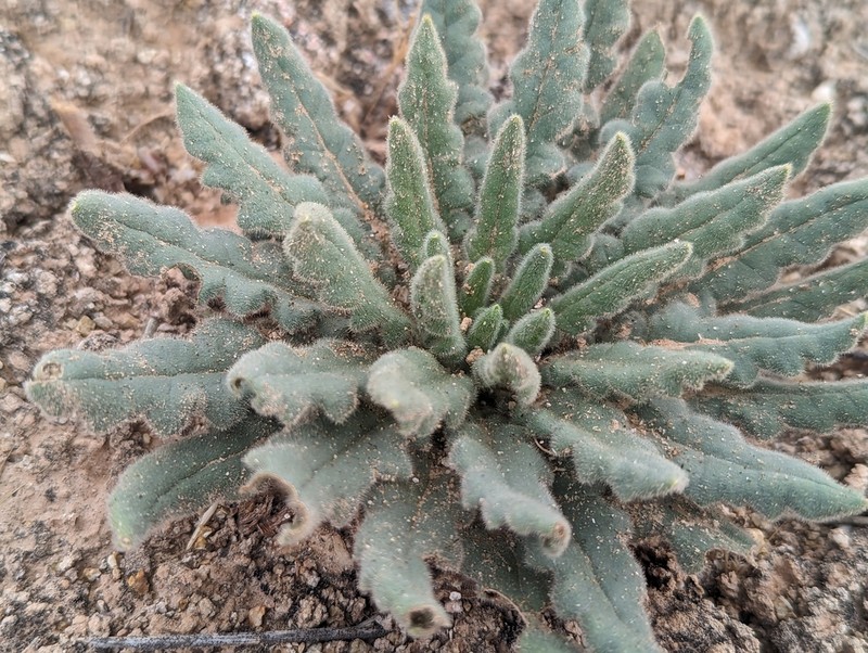 Plateau Phacelia photo 3