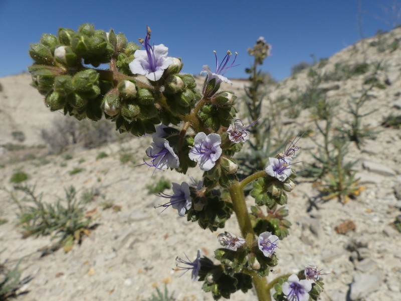 Plateau Phacelia photo 4