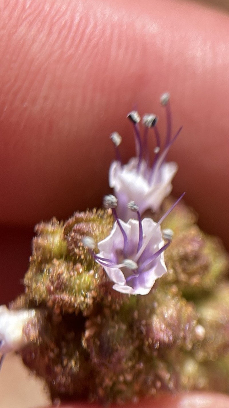 Plateau Phacelia photo 5