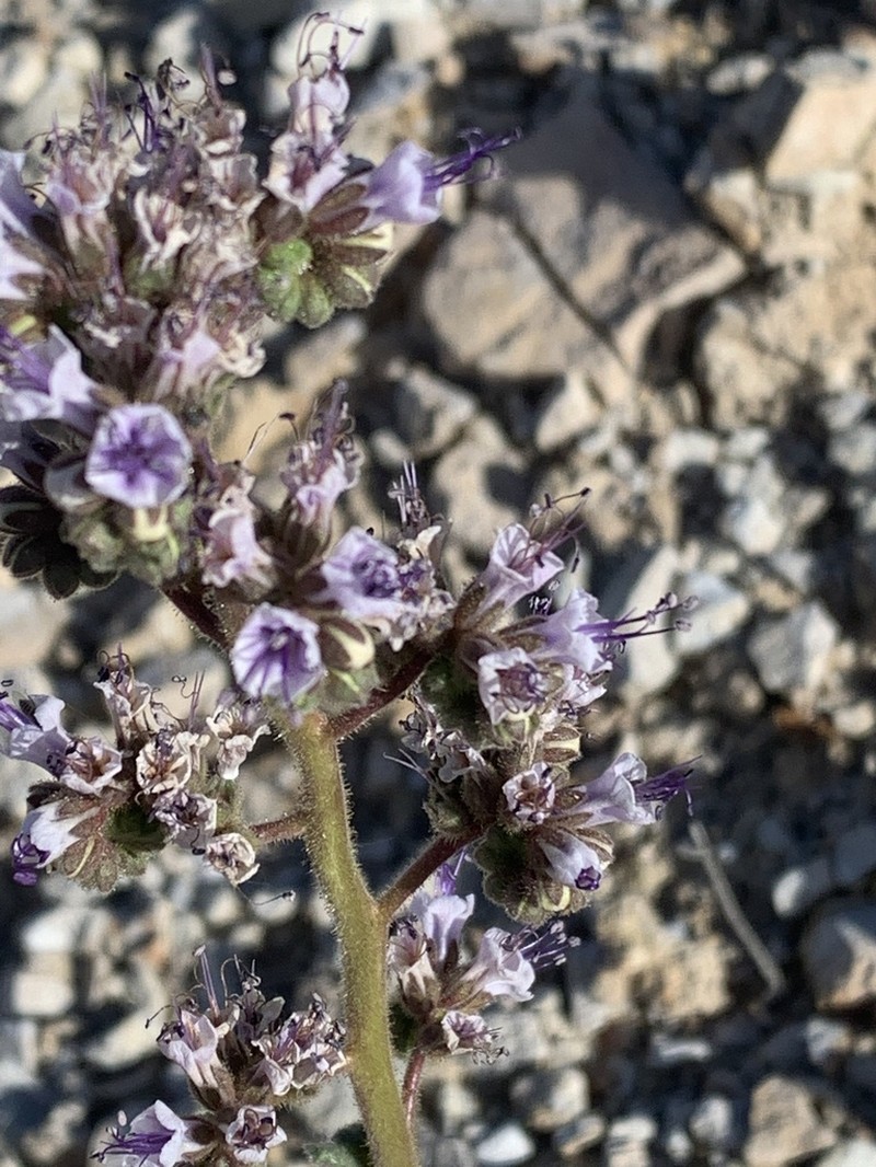 Plateau Phacelia photo 6