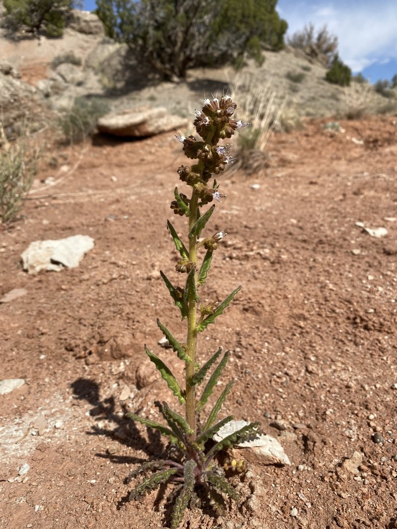 Plateau Phacelia photo 7