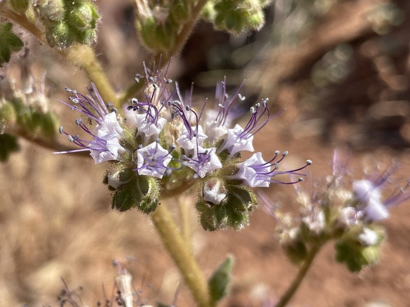Plateau Phacelia photo 8