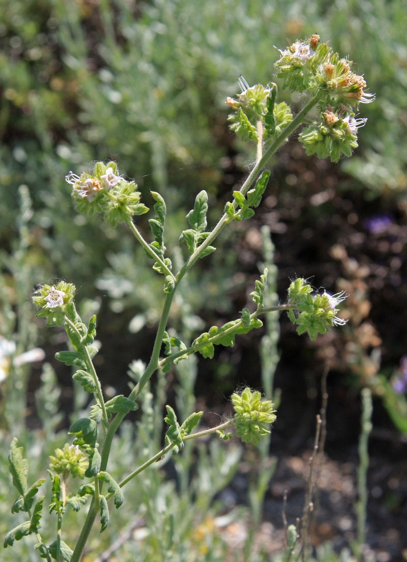 Branching Phacelia photo 5