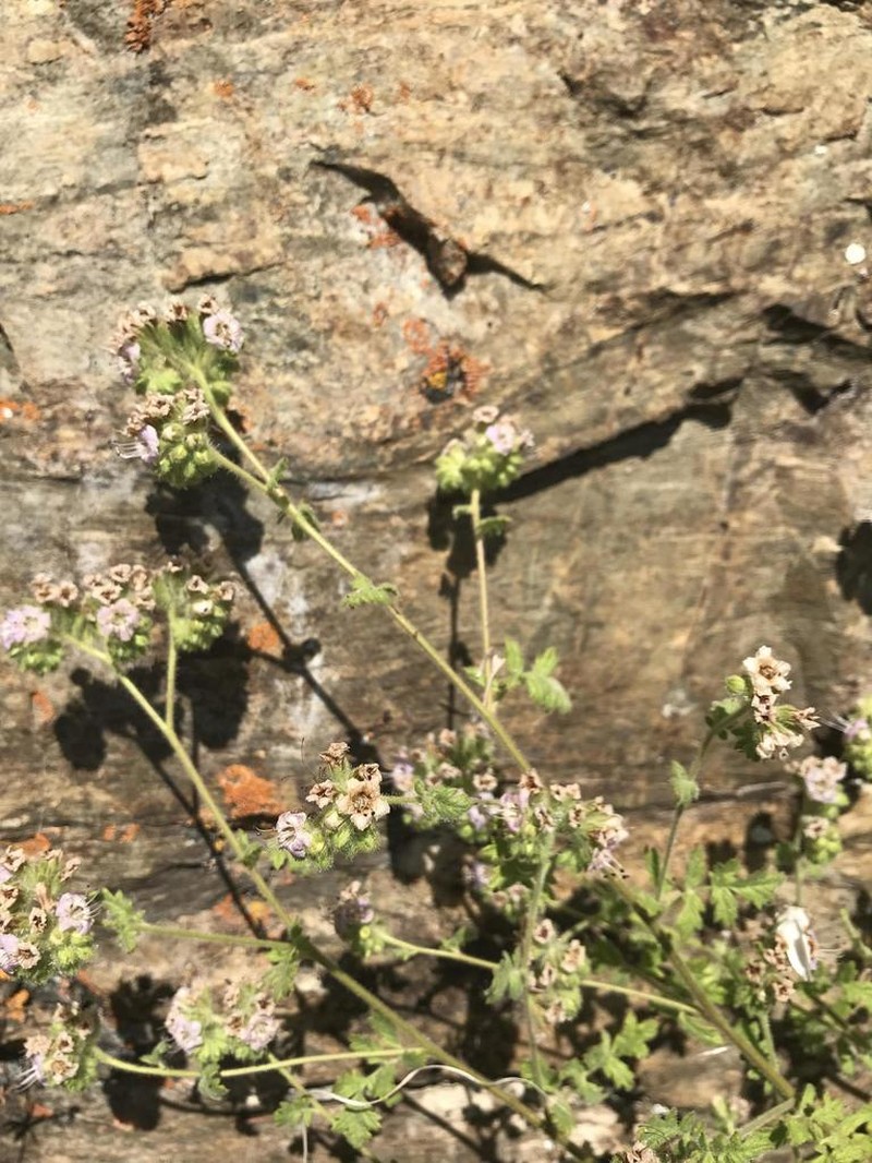 Branching Phacelia photo 2