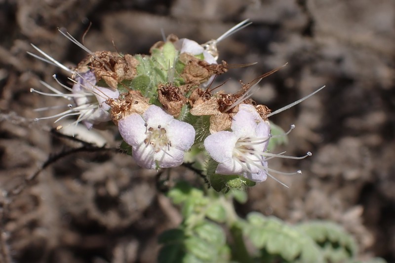 Branching Phacelia photo 3