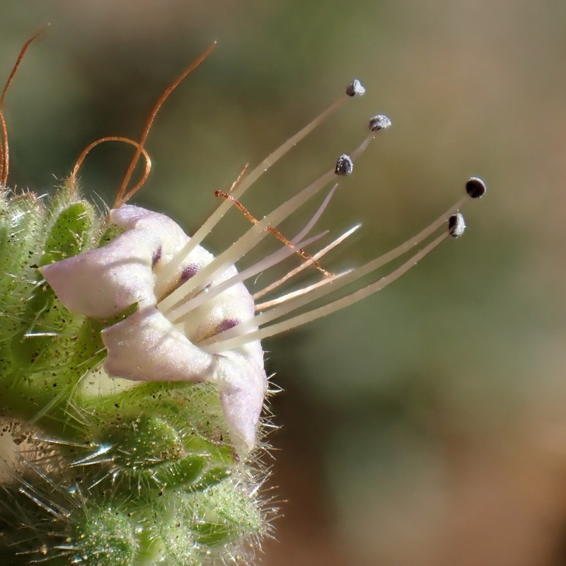 Branching Phacelia photo 4