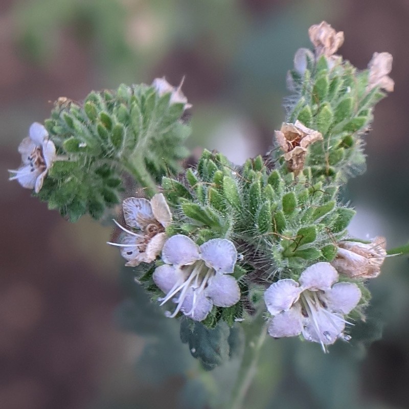 Branching Phacelia photo 5