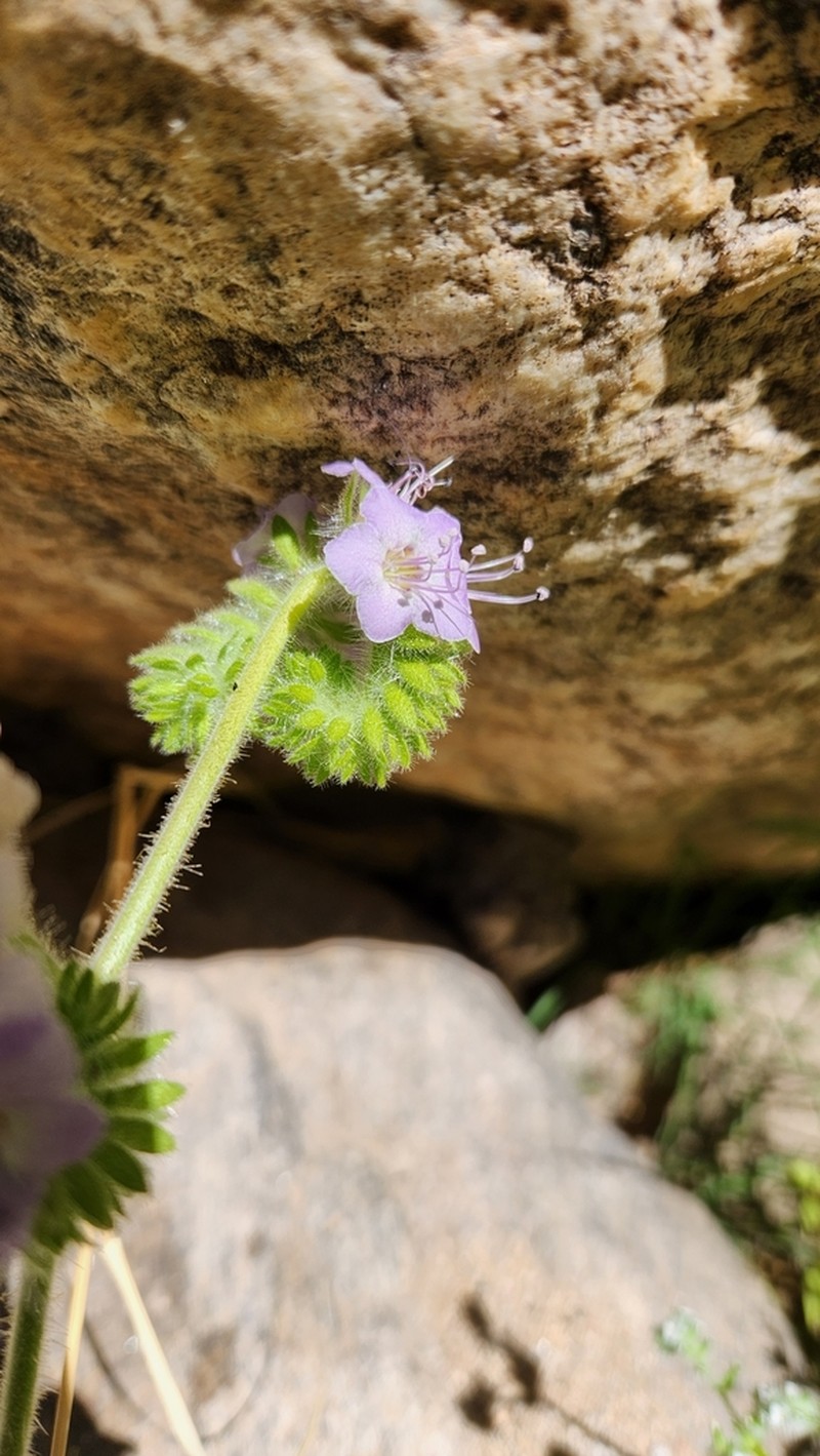 Branching Phacelia photo 6