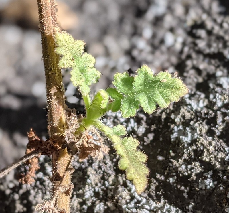 Branching Phacelia photo 7