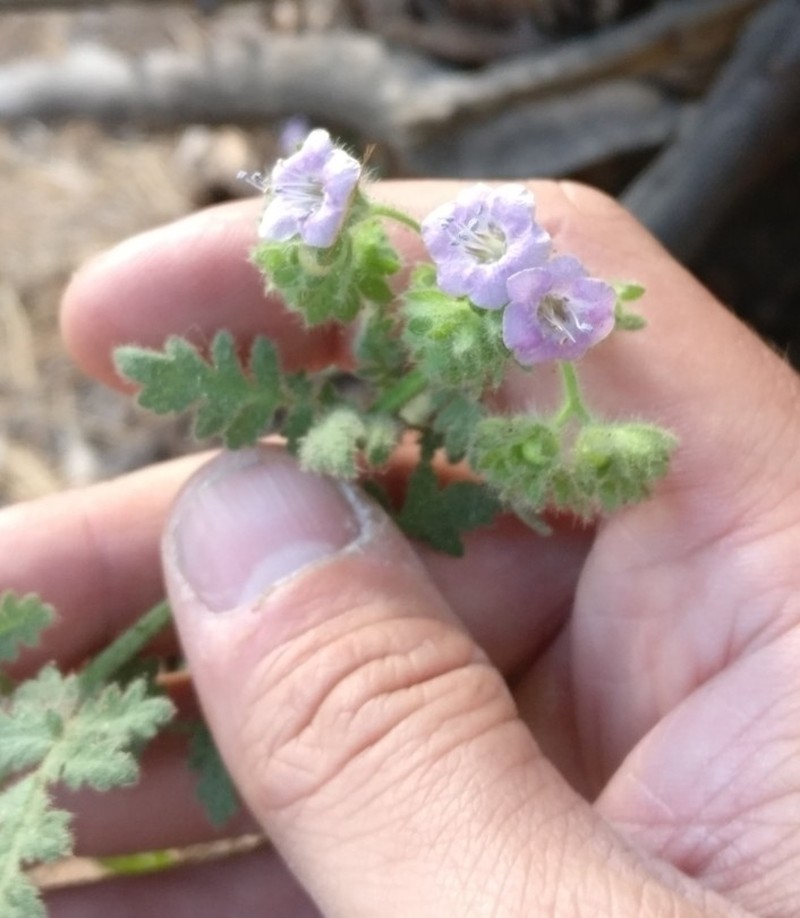 Branching Phacelia photo 8