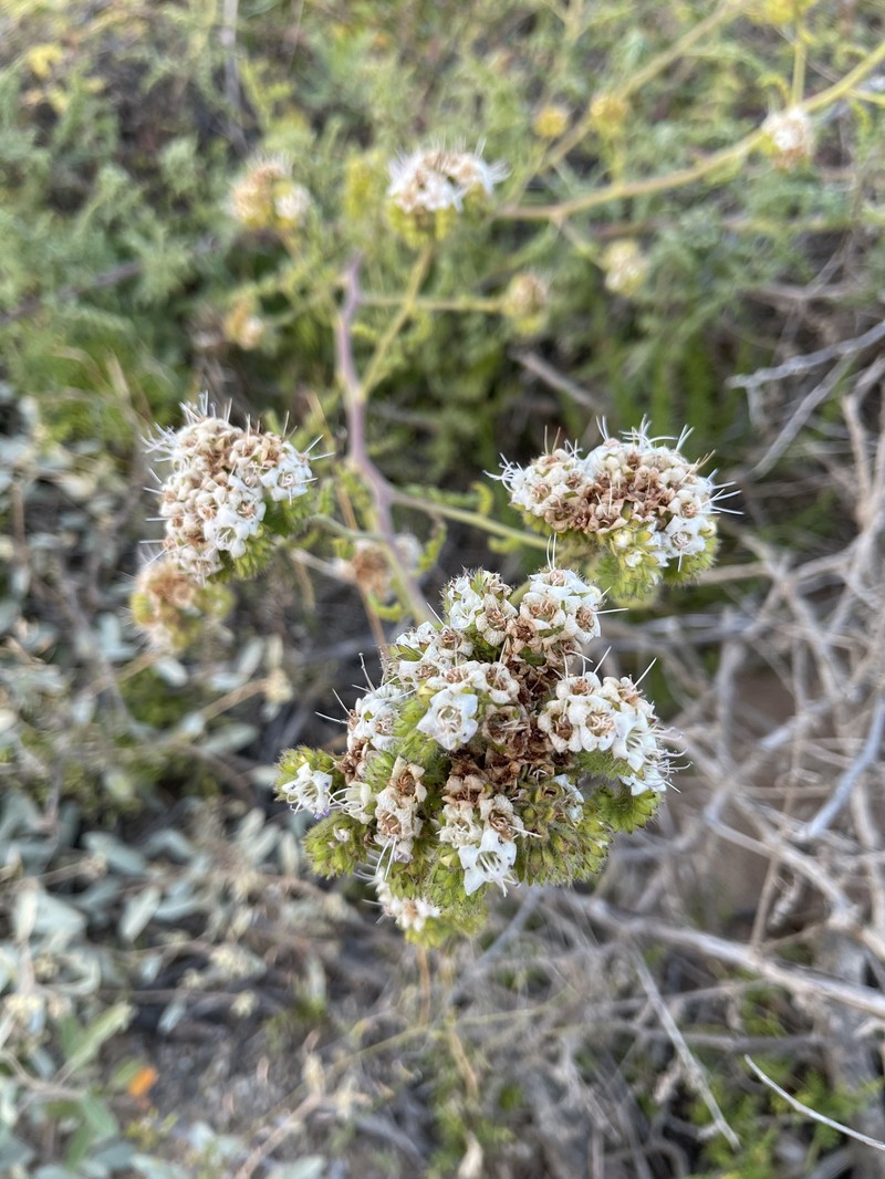 Phacelia ramosissima var. austrolitoralis