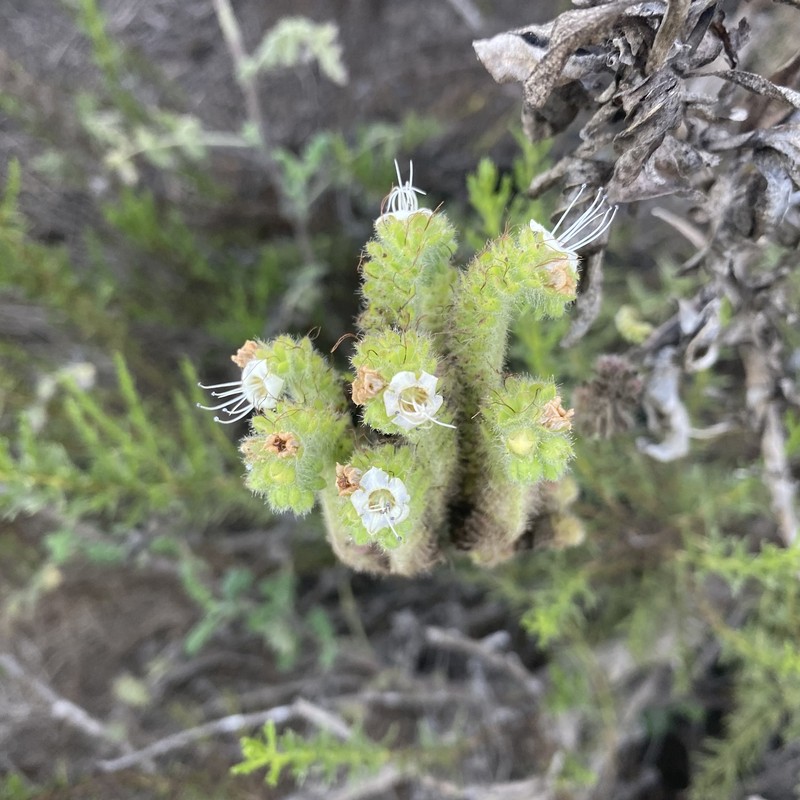 Phacelia ramosissima var. austrolitoralis photo 2