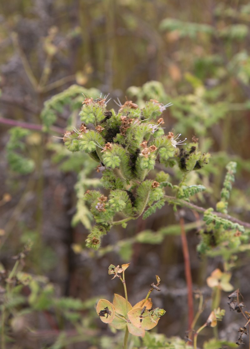 Phacelia ramosissima var. austrolitoralis photo 5