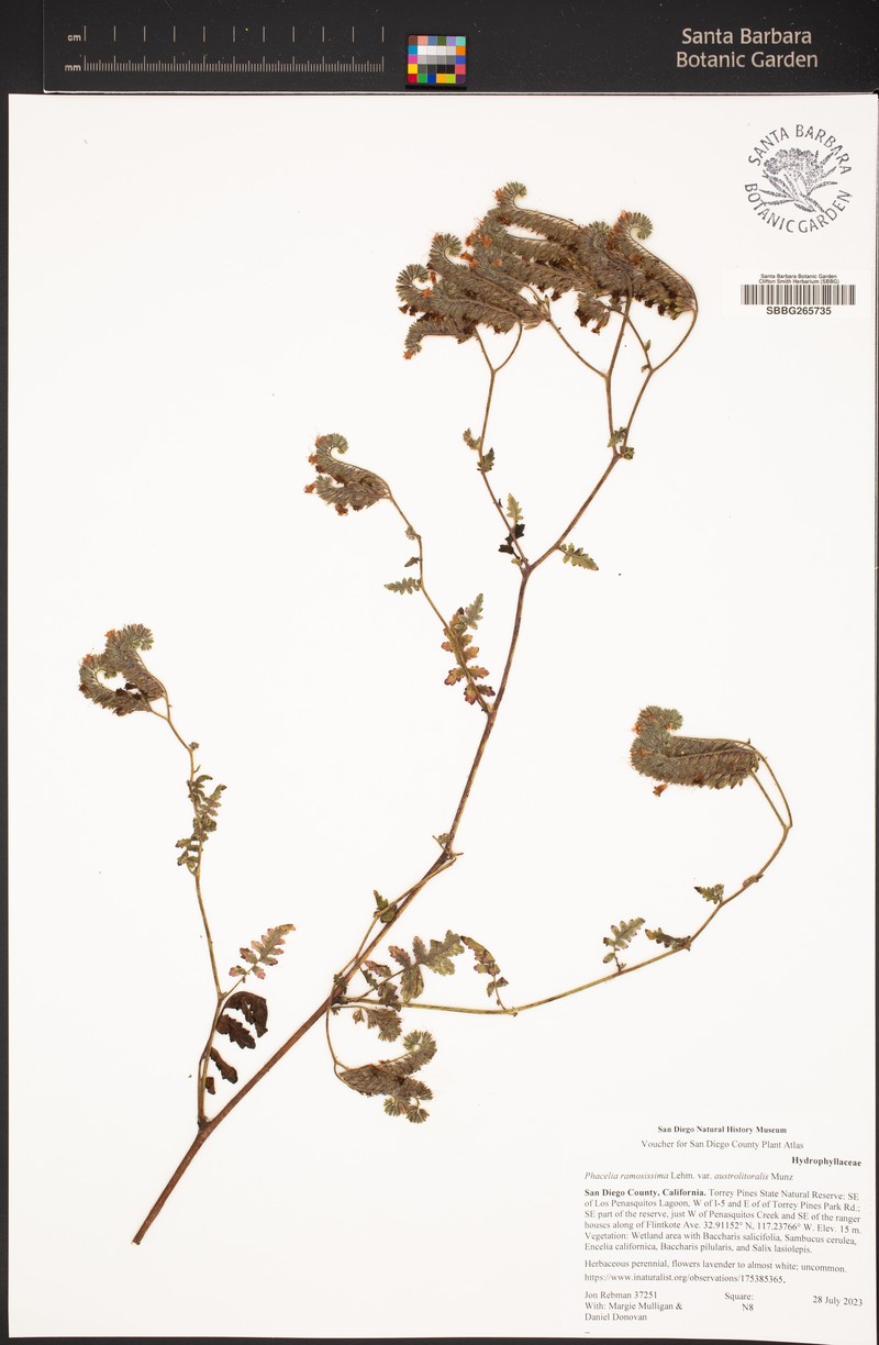 Phacelia ramosissima var. austrolitoralis photo 6