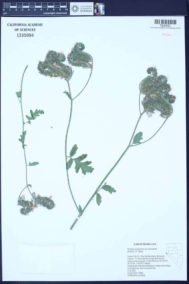 Phacelia ramosissima var. eremophila