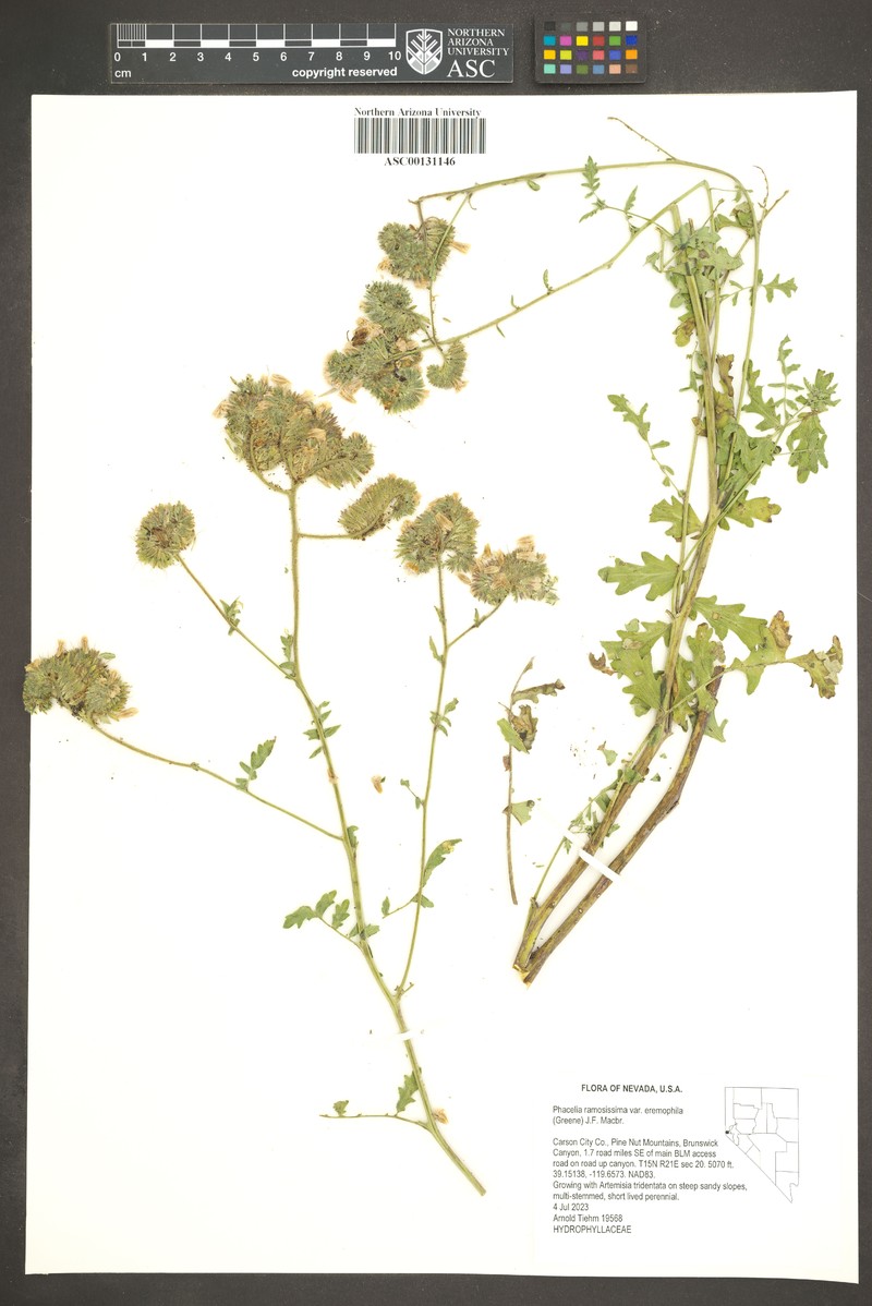 Phacelia ramosissima var. eremophila photo 2
