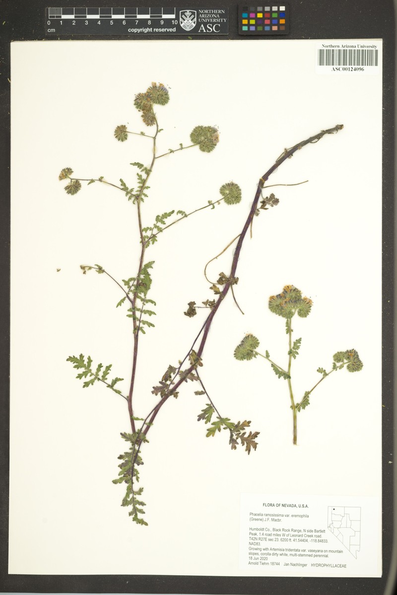 Phacelia ramosissima var. eremophila photo 3