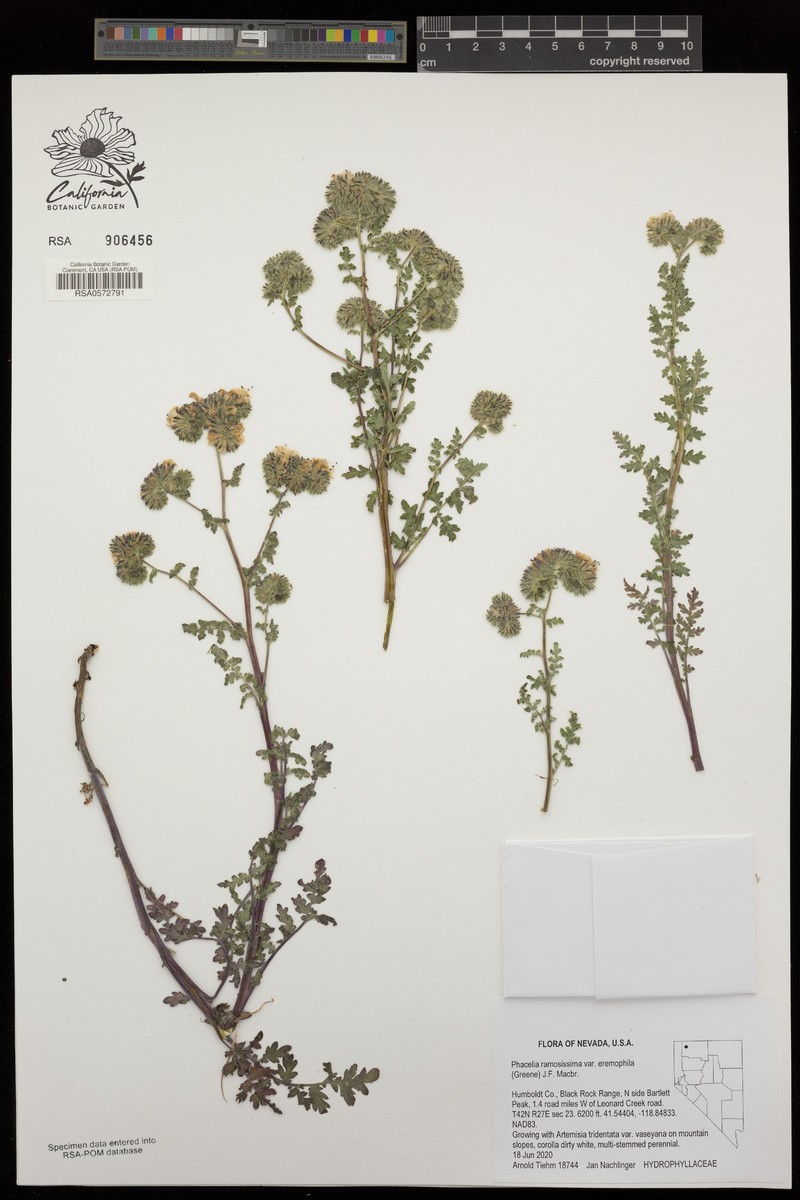 Phacelia ramosissima var. eremophila photo 4
